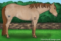 Horse Color:Red Roan 