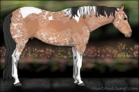Horse Color:Bay Ice Tobiano