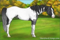Horse Color:Blue Roan Splash Appaloosa 