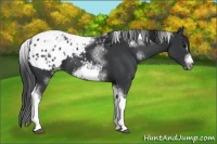 Horse Color:White Spotted Black Splash Tobiano Frame Blanket
