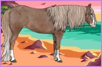 Horse Color:Chestnut Splash Appaloosa 