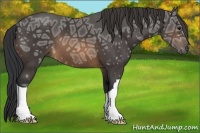 Horse Color:Buckskin Ice 