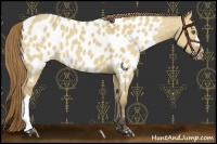 Horse Color:Buckskin Dun Appaloosa 