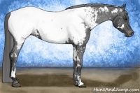 Horse Color:White Spotted Black Appaloosa
