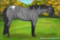 Horse Color:Blue Roan Varnish 