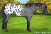 Horse Color:Blue Roan Blanket 