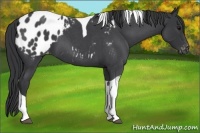 Horse Color:Blue Roan Tobiano Appaloosa