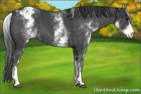 Horse Color:White Spotted Blue Roan Varnish 