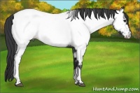 Horse Color:Blue Roan Appaloosa