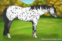 Horse Color:Blue Roan Near Leopard 