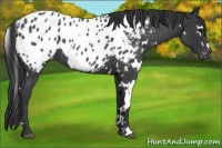 Horse Color:White Spotted Blue Roan Appaloosa 