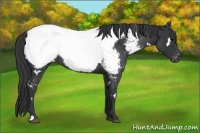 Horse Color:White Spotted Blue Roan Near Fewspot 