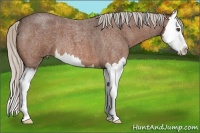 Horse Color:Silver Bay Roan Splash 