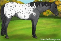 Horse Color:Blue Roan Appaloosa 