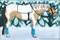 Horse Color:Buckskin Tobiano
