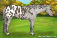 Horse Color:Smoky Grullo Appaloosa Brindle 