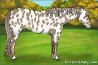 Horse Color:Chocolate Palomino Dun Appaloosa Brindle 
