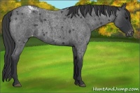Horse Color:Blue Roan Varnish 