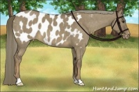 Horse Color:Liver Red Dun Appaloosa 