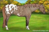 Horse Color:Liver Red Dun Appaloosa 