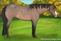 Horse Color:Buckskin Roan Splash 