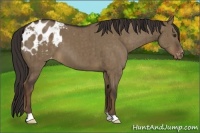 Horse Color:Liver Red Dun Appaloosa Brindle
