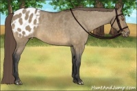 Horse Color:Buckskin Dun Blanket Brindle 
