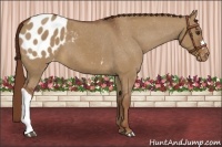 Horse Color:Red Dun Appaloosa 