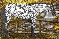 Horse Color:Smoky Black Near Leopard 