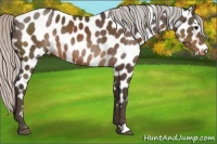 Horse Color:Silver Brown Appaloosa 