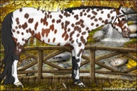 Horse Color:Bay Near Leopard 