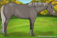 Horse Color:Silver Blue Roan Sabino