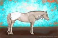Horse Color:Chocolate Palomino Pearl Appaloosa