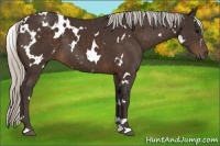 Horse Color:White Spotted Silver Brown