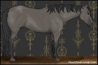 Horse Color:Grullo Sabino 