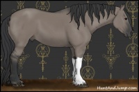 Horse Color:Grullo 