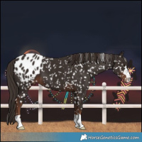 Horse Color:Liver Chestnut Blanket 