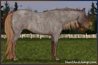 Horse Color:Liver Red Roan 