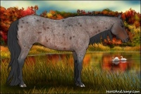 Horse Color:Bay Roan 