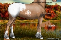 Horse Color:Chestnut Snowcap