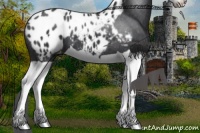 Horse Color:Black Splash Appaloosa 