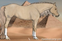 Horse Color:Palomino Roan 
