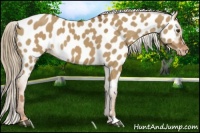 Horse Color:Red Dun Appaloosa 