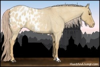 Horse Color:Palomino Roan Dun Appaloosa 