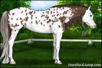 Horse Color:Liver Chestnut Splash Appaloosa 