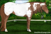 Horse Color:Chestnut Appaloosa 