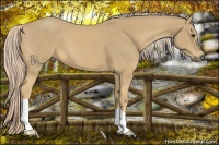 Horse Color:Palomino 