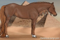 Horse Color:Red Roan 