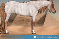 Horse Color:Red Roan 