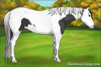 Horse Color:Black Splash Tobiano